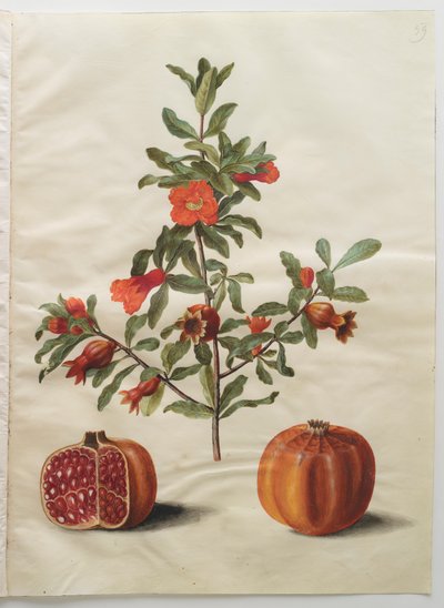 Punica granatum simp et pl by Johannes Simon Holtzbecker